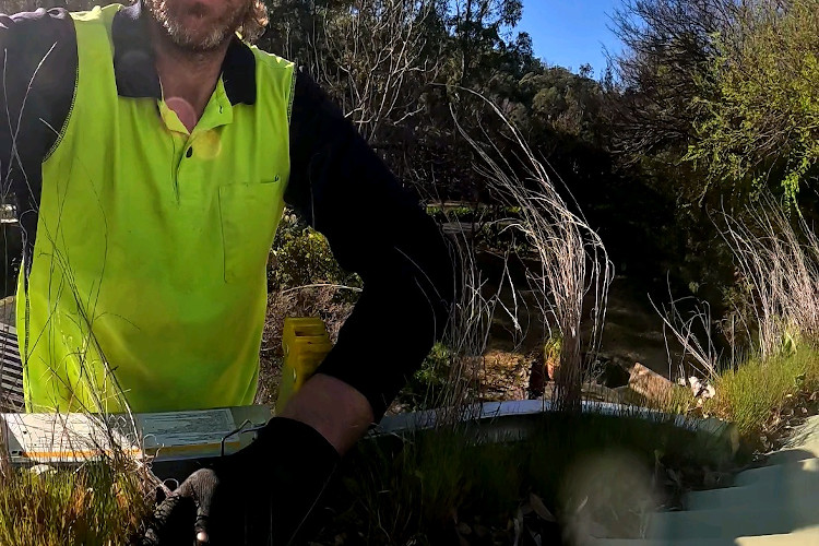 
Grass making a statement in portstephens gutters, cleaner poised.