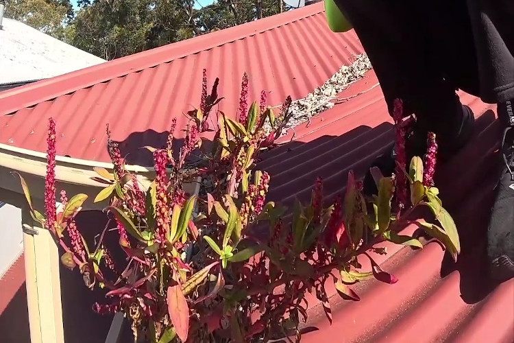 
A striking visual: red-hued plants sprouting from the gutters, ready for the cleaning.