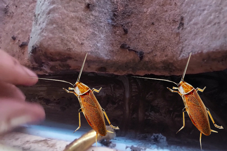 portstephens Gutter Cleaning Service Uncovers Cockroach-Infested Gutters