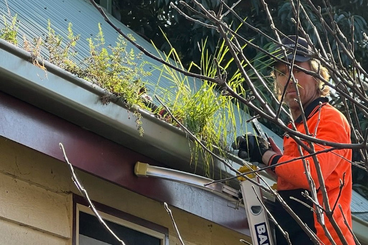 
Skilled gutter cleaner in portstephens has their gaze fixed on the camera amid the flourishing gutter foliage.