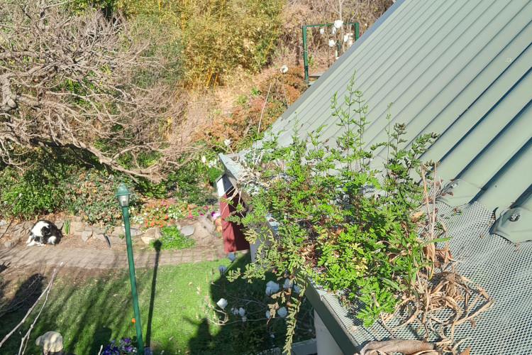 
Luxuriant plants penetrate a gutter guard in portstephens, warranting a cleaning soon.