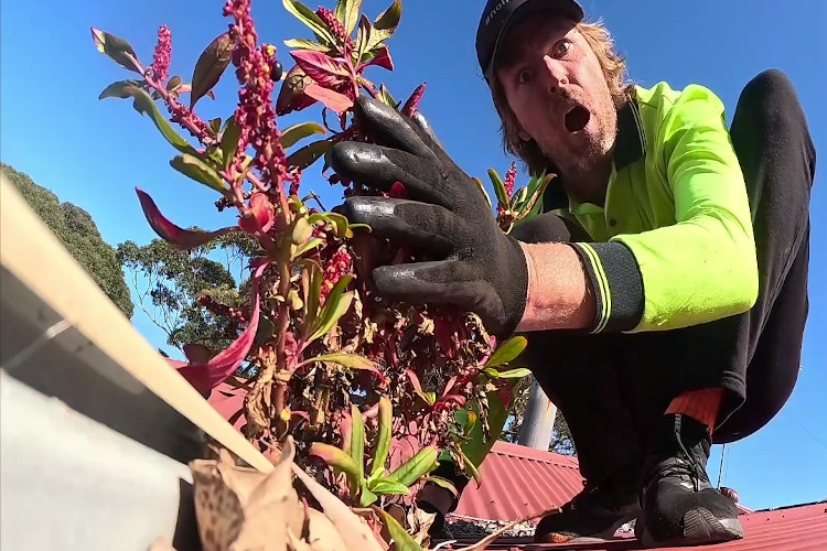 
portstephens gutter cleaner in total amazement at the sight of stunning plants flourishing from the guttering.