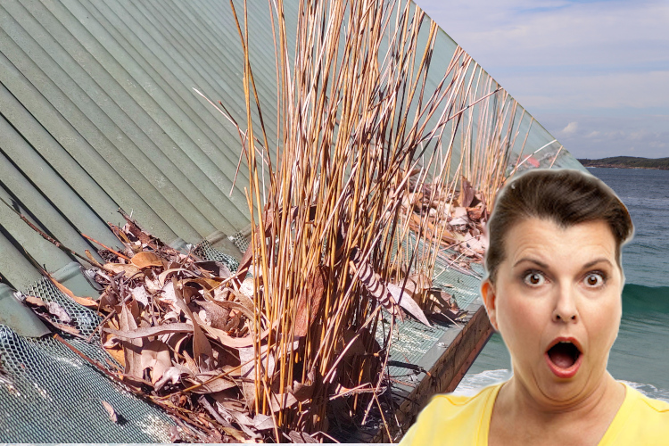 
Shocked portstephens Woman Witnesses Plants Growing Through Gutter Guards